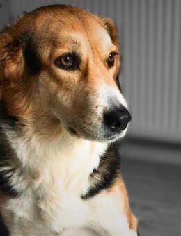 Klara - Familienhündin - Löwenberger Land