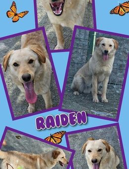 Toller Raiden auf Körbchensuche! - Nürnberg