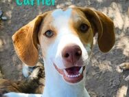 Cartier ein süßer Sonnenschein 12/22 ESP - Ruppertsecken