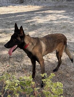 Pechvogel Jojo sucht ein Zuhause - Berlin