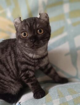 Ab sofort Kitten Mischung BKH-Amerikan Curl - Berlin Charlottenburg-Wilmersdorf