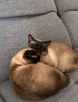 Zwei charmante Siam-Brüder suchen ihr Traumzuhause! - Kassel