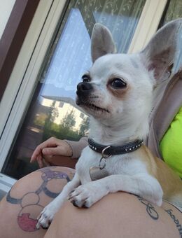 Chihuahua Deckrüde - Mühlhausen (Regierungsbezirk Mittelfranken)