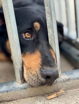 Anubis - muss endlich gesehen werden - Köln