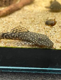 Antennenwelse (Ancistrus sp.) Putztruppe fürs Aquarium - Zossen Zentrum
