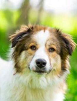 Kuschelbär Mischa sucht seine Familie - Duisburg