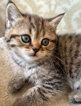 Bkh katze❤️ - Rheine Zentrum