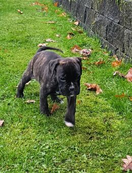 Reinrassige Boxerwelpen mit Ahnentafel - Voltlage