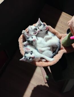Katzen Kitten - Neu-Seeland