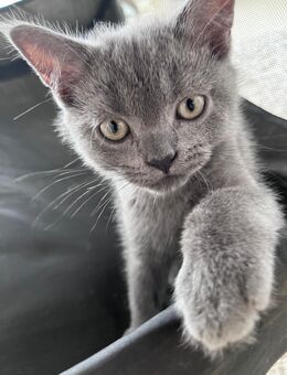 6 wunderschöne BkH Kitten suchen ein neues liebevolles zu Hause - Köln