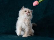 Süße Ragdoll-Kitten sind bereit für den Auszug! - Hamburg