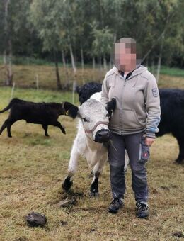 Mini Galloway Kuh tragend mit Kalb handzahm halfterführig Zwergrind - Neumark (Sachsen)