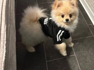 Pomeranien 1 jahr - Neutraubling