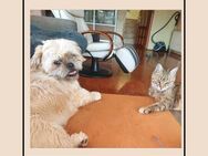 Shih Tzu LEO: katzenverträglich + lieb! - Meinerzhagen