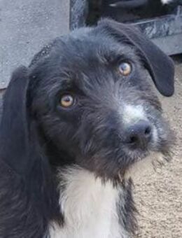 Barak-Mix RICCI🩵charmanter Herzensbub - Hamburg