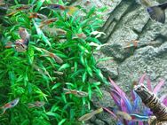Guppy und Antennenwelse abzugeben. Jungtiere - Obersüßbach