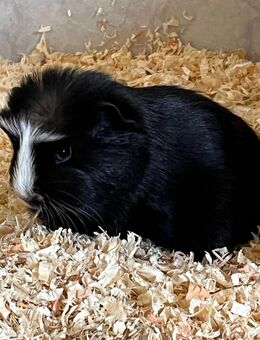 Meerschweinchen Babys - Schöntal