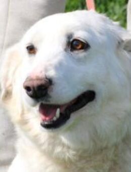 Chester - fröhlich u. aufgeweckt - Lohra