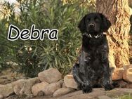 Debra sucht ein schönes Zuhause ❤️ - Essingen (Rheinland-Pfalz)