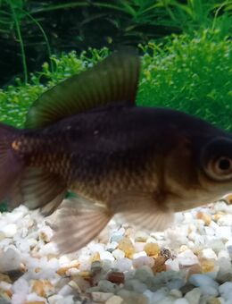 Schleierschwanz schwarz - Hohenroth