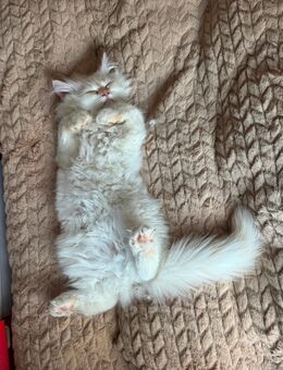 Kitten zu verkaufen ( 2 Monate ) - Köln