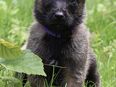 Reinrassige Malinois Welpen in 33689