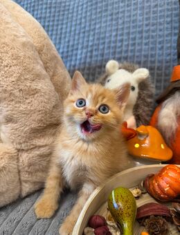 BKH kitten mit Stammbaum Creme Tabby - Dortmund Menglinghausen