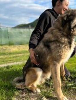 Karli sucht sein Körbchen - München