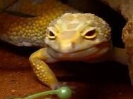 schönes Leopardengecko Giant Weibchen - Herne