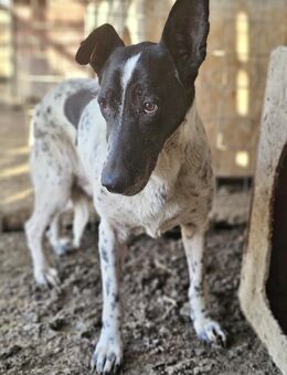 Quinta - Gnadenbrotplatz gesucht - Weilheim (Oberbayern)