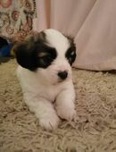 Felnasen suchen liebevolles zuhause in 31789