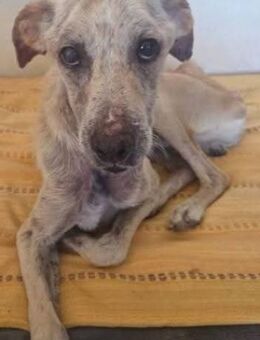 Ra wurde zum sterben zurück gelassen - Donaueschingen