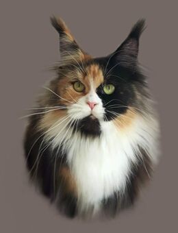 Maine Coon Traum - Großmehring