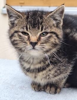 Junge Katze/Kitten - Konnersreuth