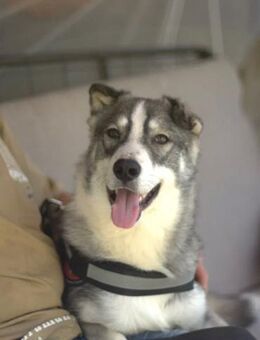 DYCK - schön, freundlich, katzenlieb - Augsburg