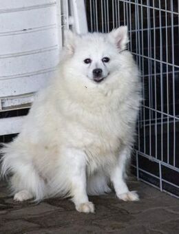 🤍 HATTYÚ 5-jährige Mittelspitzhündin - Kassel