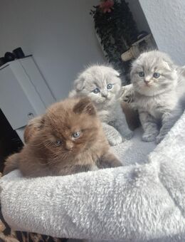 Britisch kurzhaar kitten - Heide