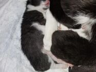 Süße Ekh - Bkh Mix Kitten - Küstriner Vorland