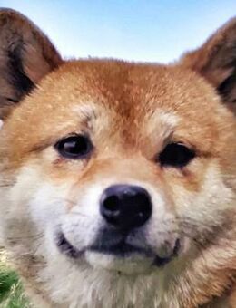 Judy - typisch Shiba Inu - Süderbrarup