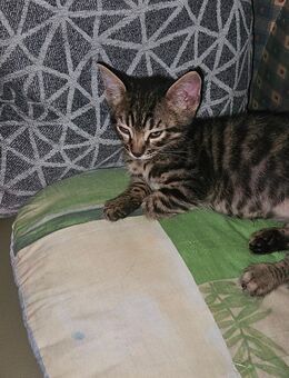 Bengal mix kitte - Diedorf