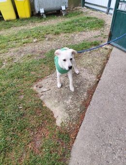 QUATRO - aufgeweckt und lebhaft - Overath