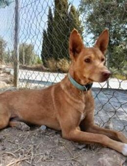 Winston zart,feinfühlig und voller Liebe - Berlin