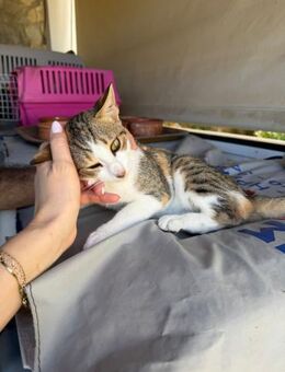 Sky aus dem Tierschutz - Grevenbroich