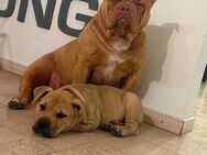 Old Englisch Bulldogge Welpe - Rennertshofen