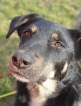 Django -wartet in 96160 Geiselwind - Oberwies