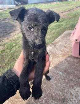 B700 wünscht sich ein zu Hause - Neuberg