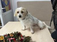 Cubby Bichon sucht ein Zuhause - Olfen