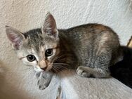 Kitten - Lautenbach