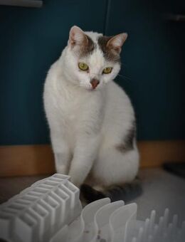 Mia Ruhige Katzendame sucht Zuhause - Benediktbeuern