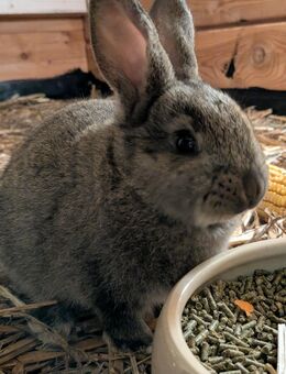 Junge Deutsche Stallhasen - Buch (Bayern)